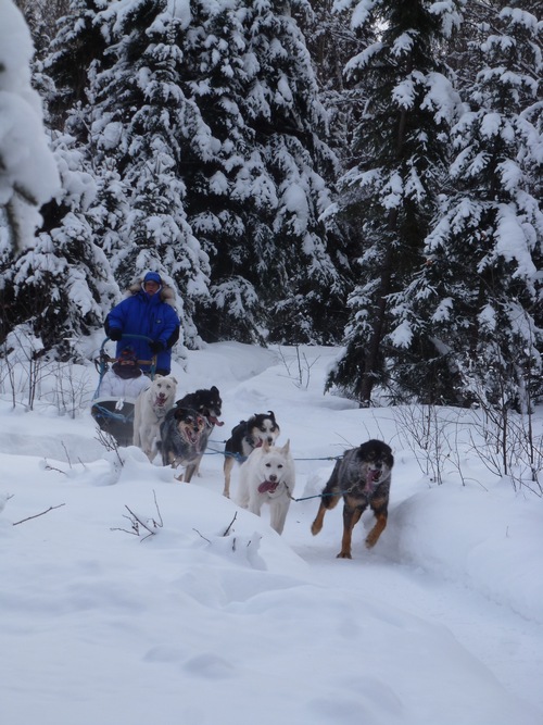 My Dog Sled Tour: ゆる〜い時間が流れるパットさんのケンネル_d0143907_840584.jpg