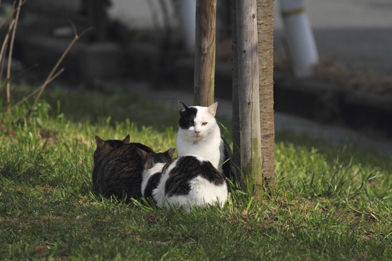 お野良ふぁみり＾－_c0031909_9103052.jpg