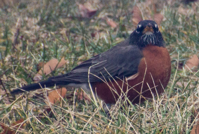 Robin_c0143310_22133991.jpg