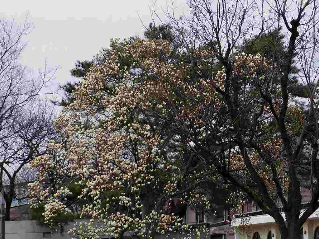 白木蓮の花が咲き 桜の蕾も膨らみ始めました 武蔵野散歩