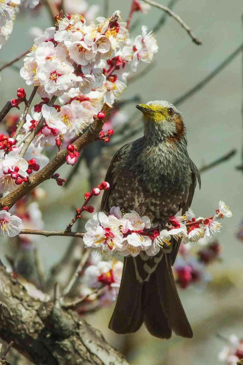 顔中花粉だらけのヒヨドリ 武蔵野散歩