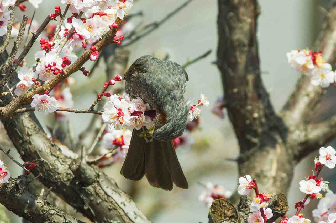 顔中花粉だらけのヒヨドリ 武蔵野散歩 顔中花粉だらけのヒヨドリ 武蔵野散歩