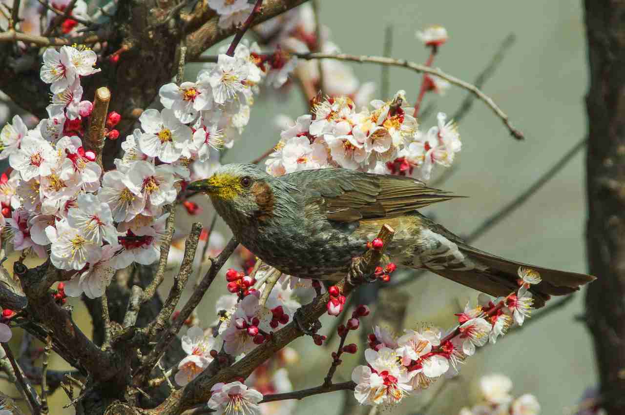 顔中花粉だらけのヒヨドリ 武蔵野散歩 顔中花粉だらけのヒヨドリ 武蔵野散歩