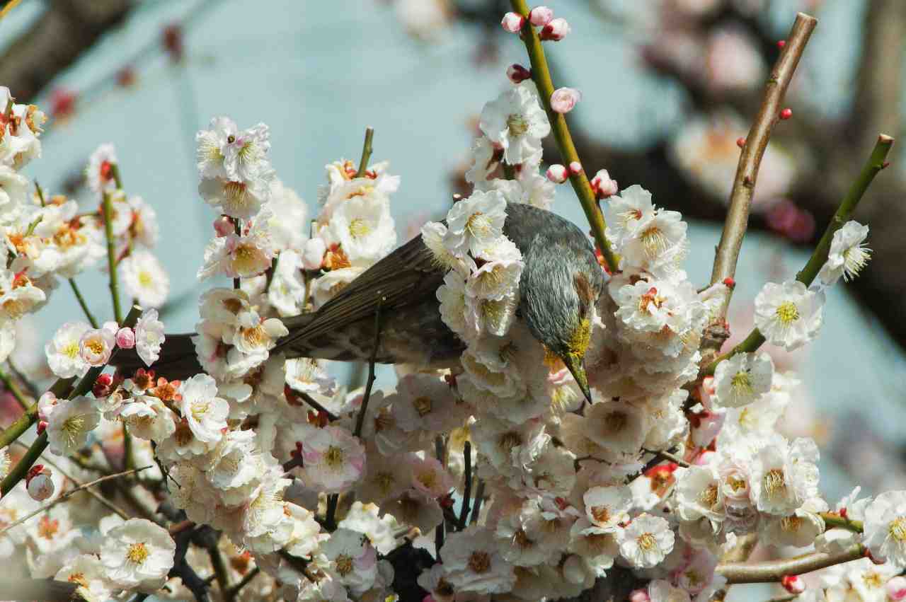 顔中花粉だらけのヒヨドリ 武蔵野散歩 顔中花粉だらけのヒヨドリ 武蔵野散歩