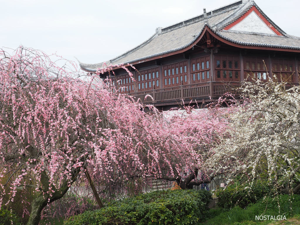 御津自然観察公園「世界の梅公園」_e0255927_2132099.jpg