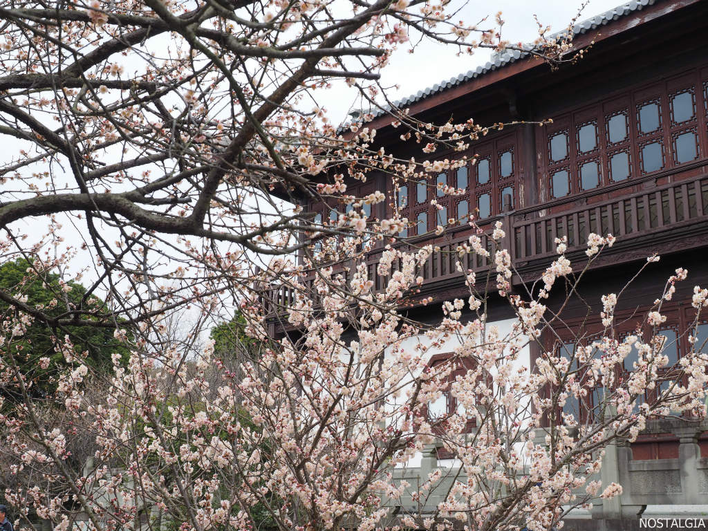 御津自然観察公園「世界の梅公園」_e0255927_213461.jpg