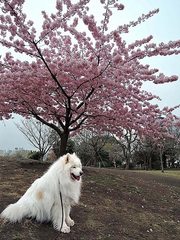 桜に誘われて_c0062832_10443714.jpg