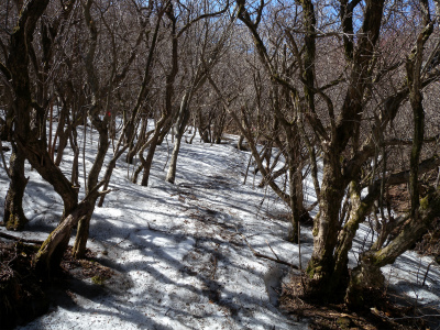 男池のユキワリイチゲは蕾、　しかし大感激が！！_e0272335_20391834.jpg