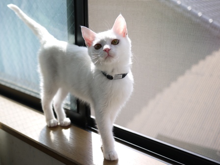猫のお留守番 ゆきちゃんゆめくんあられくん編。_a0143140_213516100.jpg