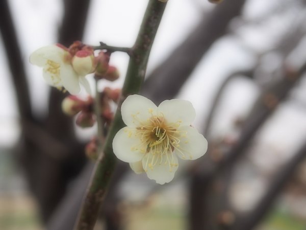 2015年3月22日　我が家の梅の花　①　_b0341140_2051730.jpg