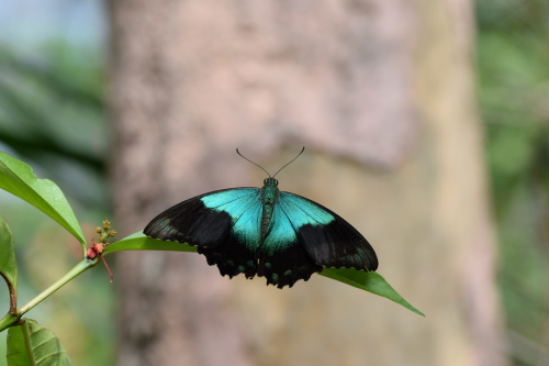 アオネアゲハ２０頭 アオネアゲハ20頭 アオネアゲハ20頭