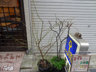 e0033751_15513261.jpg