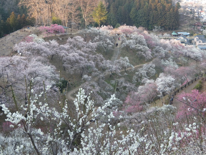 ✿吉野梅郷花まつり✿_b0246953_16134969.jpg