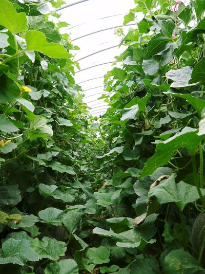 肥後グリーン 6月中旬の出荷に向け定植しました!!_a0254656_1817321.jpg