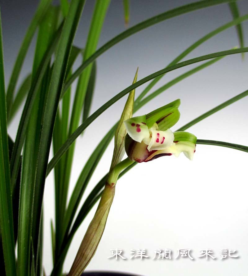 中国春蘭「雪月蝶」 No.1484 : 東洋蘭風来記奥部屋