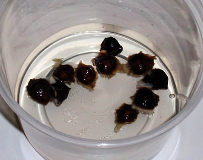c0006164_5255285.jpg