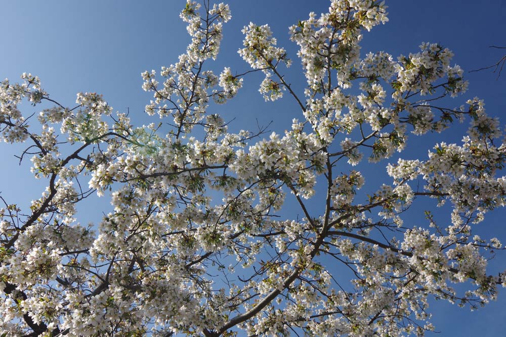 桜の季節_c0116464_20455413.jpg