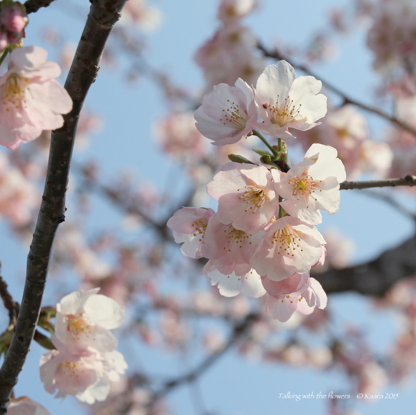 2015年の桜色_f0330764_22382516.jpg