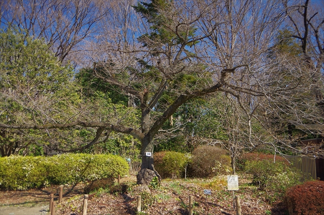 神代植物公園　　１/４_d0031171_941697.jpg