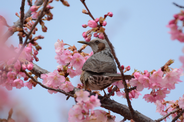 河津桜といつものアイツ_f0289075_2202149.jpg