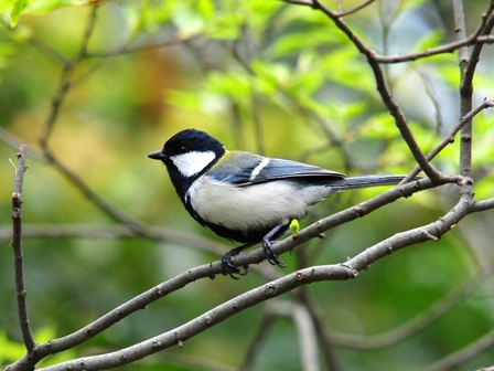 「野鳥の達人シリーズ①野鳥の声を聞き分けよう！」受付開始！_d0121678_13552329.jpg