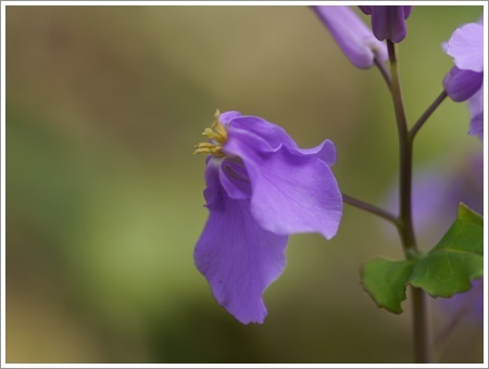 我が家は春でも花が少ないから、野草で我慢しましょう(*⌒∇⌒*)テヘ♪_b0175688_22474610.jpg