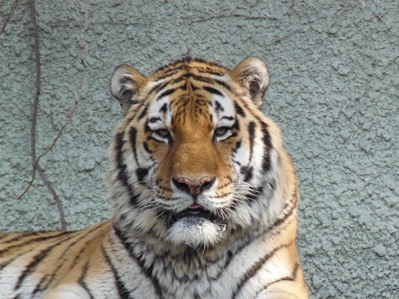 天王寺動物園　トラらしきお方_f0297893_22501470.jpg