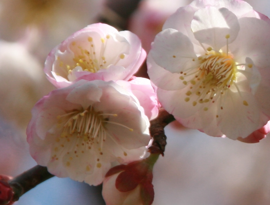 梅の花満開～♪_f0158596_18124291.jpg