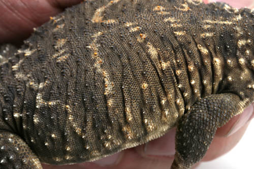 c0165803_4253945.jpg