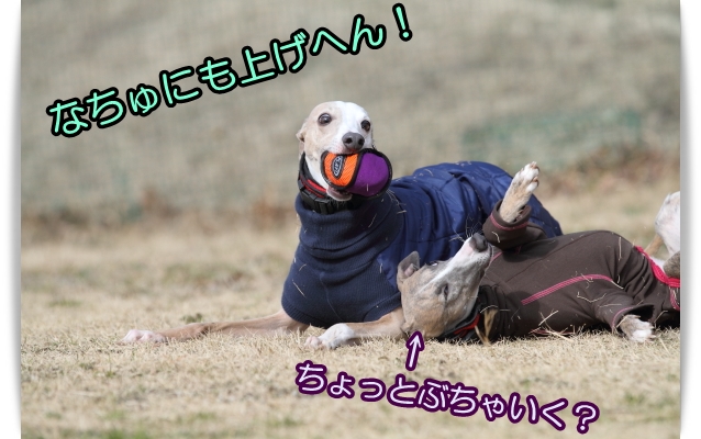 オモチャ狂～♪(；^∀^；)_e0100007_21534958.jpg