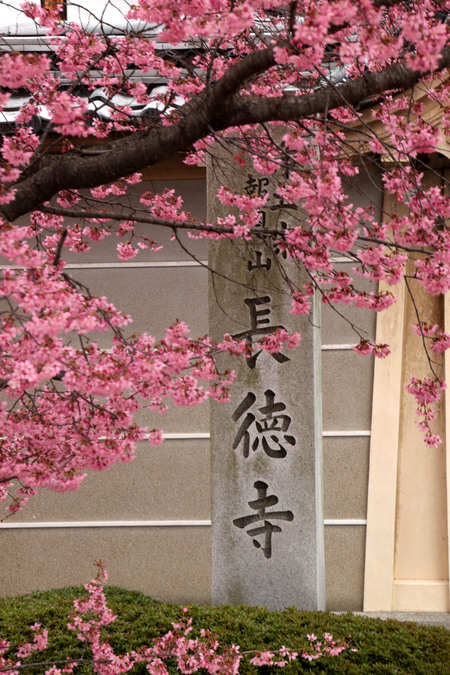 ２０１５の桜1　桜のスタートは長徳寺　_e0048413_2137171.jpg