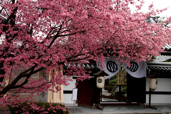 2015の桜1 桜のスタートは長徳寺 _e0048413_21375944.jpg