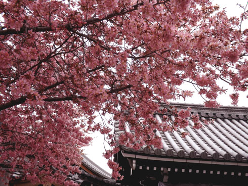 ２０１５の桜1　桜のスタートは長徳寺　_e0048413_2138191.jpg