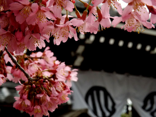 ２０１５の桜1　桜のスタートは長徳寺　_e0048413_21384157.jpg