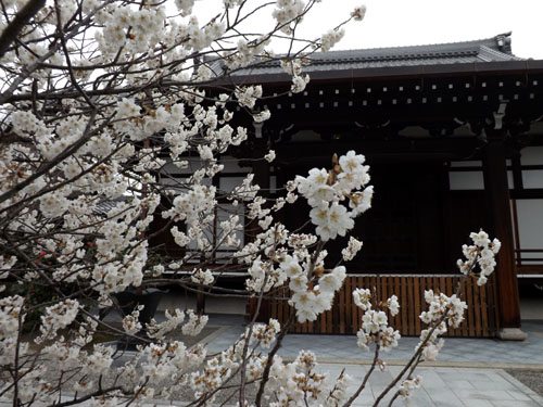 ２０１５の桜1　桜のスタートは長徳寺　_e0048413_21391755.jpg