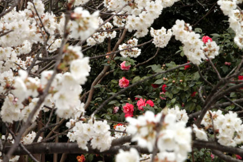2015の桜1 桜のスタートは長徳寺 _e0048413_21392343.jpg