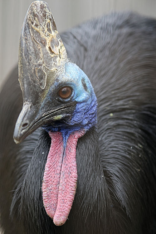 バナナが大好き 動物園放浪記
