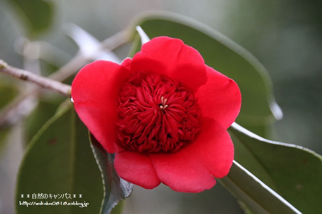 椿の花は種類が多いのにびっくり 自然のキャンバス