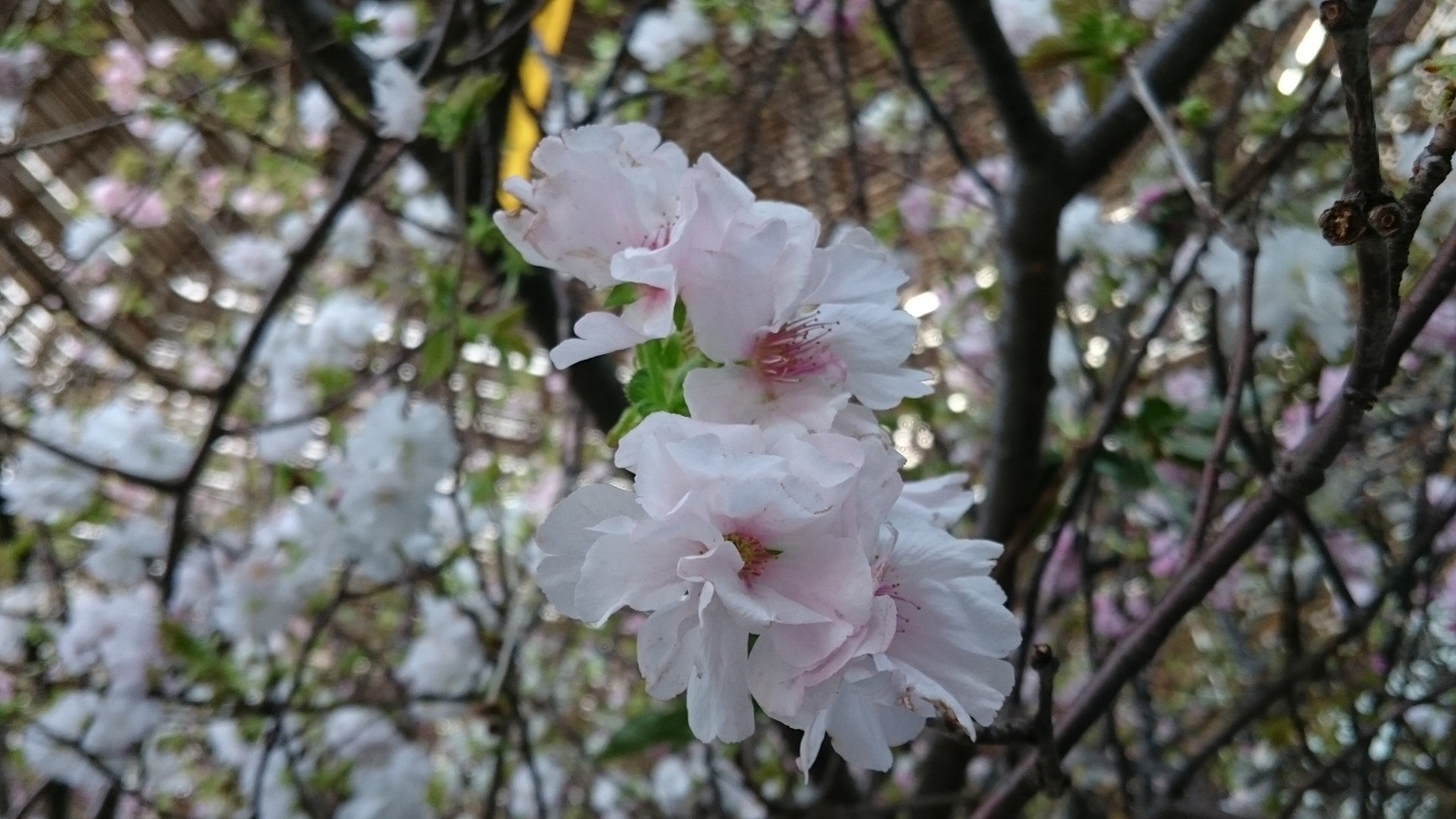 上越妙高駅の桜_f0224736_10020225.jpg