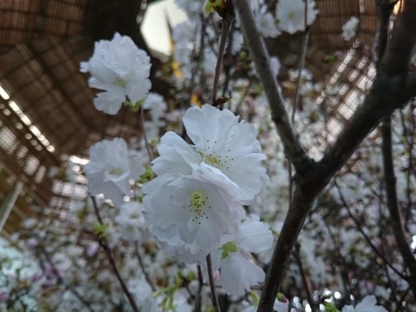 上越妙高駅の桜_f0224736_10030642.jpg