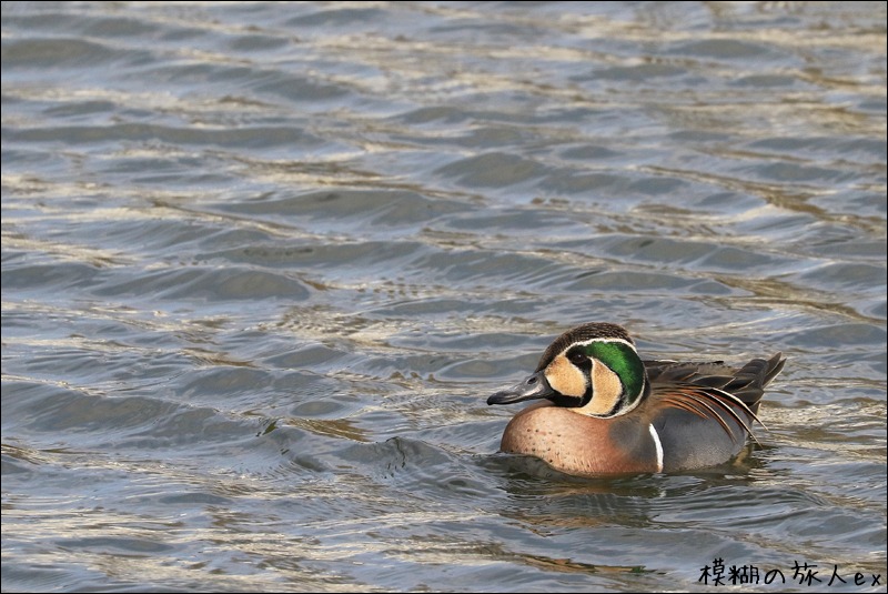 トモエガモ　～顔の模様がユニークな野鳥_f0140054_1542035.jpg