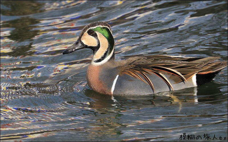 トモエガモ　～顔の模様がユニークな野鳥_f0140054_1544962.jpg