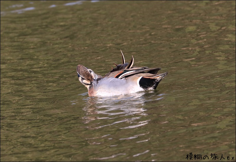 トモエガモ　～顔の模様がユニークな野鳥_f0140054_1551713.jpg