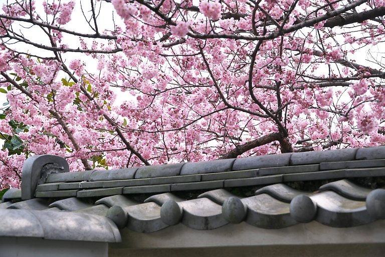 横浜　法性寺　春めき桜（３月１４日）_c0057265_253375.jpg