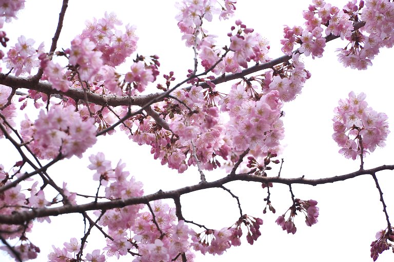 横浜　法性寺　春めき桜（３月１４日）_c0057265_2534492.jpg