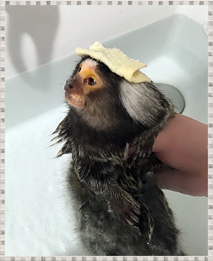 お猿さんだって、お風呂は大好きなのよ～❤_e0142065_09114019.jpg
