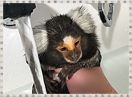 お猿さんだって、お風呂は大好きなのよ～❤_e0142065_18091910.jpg
