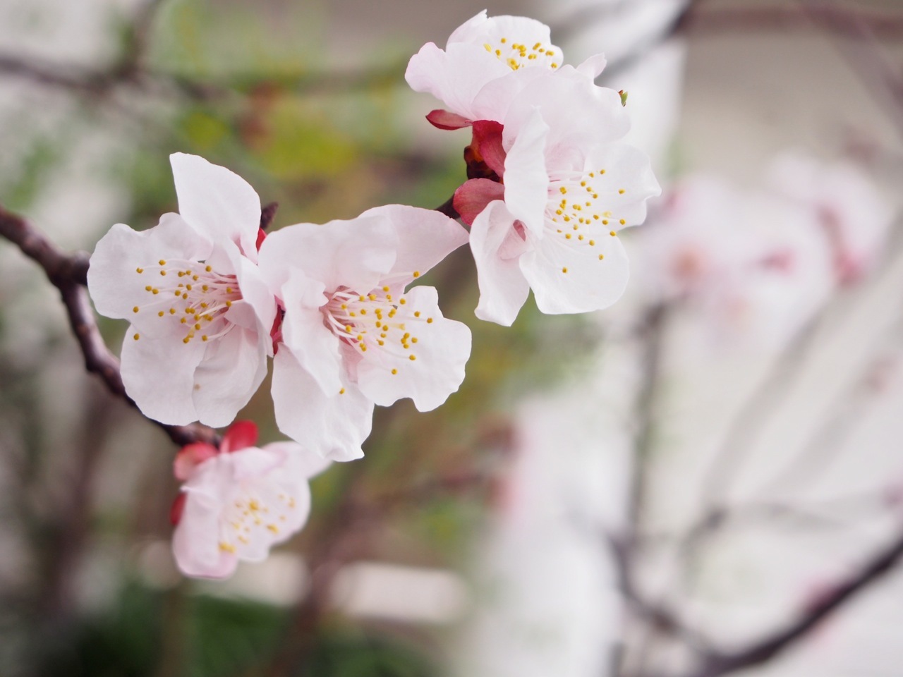 杏の花が咲いたよ 春の植物図鑑 ベランダ宇宙 蜂谷真紀 Vo Voice Pf ふくちう日誌