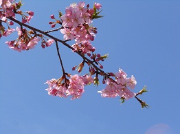河津桜、かわいらしく咲きほこり_e0175370_95137.jpg