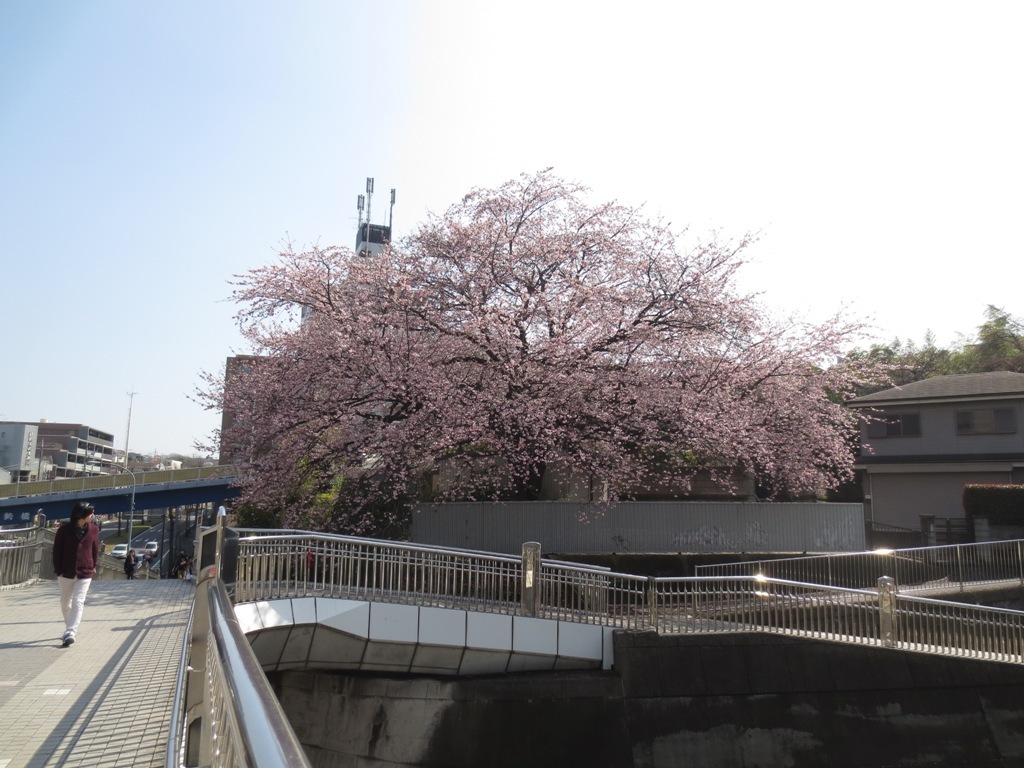 桜咲く_c0310571_16133575.jpg